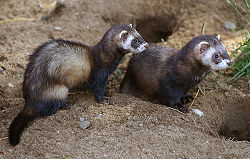 Ildere i Skandinavisk Dyrepark. Foto: Malene Thyssen, 2005