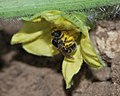 Lasioglossum malachurum, recollint pol·len d'una flor de síndria (Hulda, Israel)