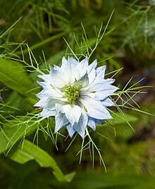 Nigella damascena Kaldari 01.jpg