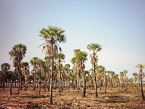 Un palmar de caranday (Copernicia alba) en el acceso a Resistencia desde Corrientes, un paisaje típico del sector oriental del Chaco.