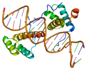 HOXD9, involved in body layout (morphogenesis)