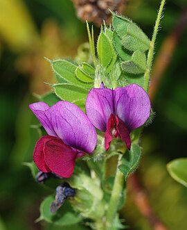 Wikke, (Vicia sativa)