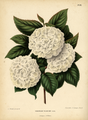 Viburnum plicatum door A.J. Wendel (1868)