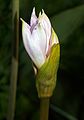 Nakvétající květenství Amaryllis belladonna