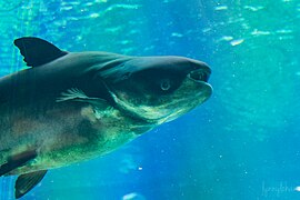 Mekong giant catfish