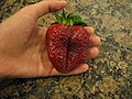 A very large strawberry.