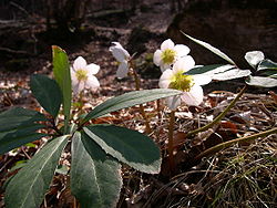 Helleborus niger