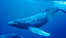 Underwater humpback whale diving, with front flipper extended.