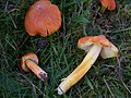 Hygrocybe intermedia