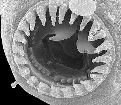 Mondopening met tanden van Parapristionchus giblindavisi