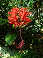 Hibiscus schizopetalus