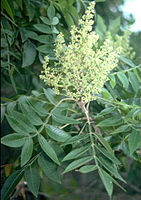 Godhong sumac lan kembang bersayap