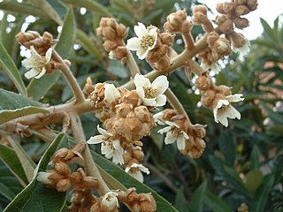 Loquat in flower. This is a cultivar intended for home-growing, where the flowers open gradually resulting in fruit also ripening gradually.