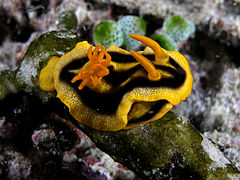 Chromodoris nudibranch komodo