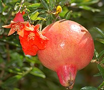 Pomegranate