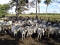 Ganado vacuno, Hato Santa Rosa, Apure - Venezuela