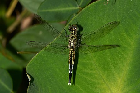 Acisoma panorpoides (പെൺതുമ്പി)