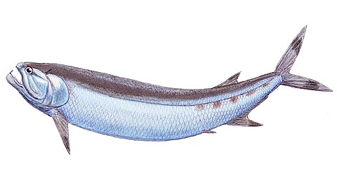 Cladocyclus gardneri