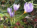 Crocus longiflorus