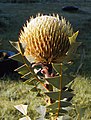 Banksia baxteri, cultivada cerca de Colac, Victoria