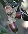 Жир храста плутњака (Quercus suber)