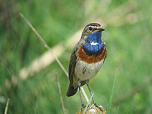 Bluethroat by Daniel Bastaja.jpeg