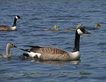 Canada Goose - Harriman State Park