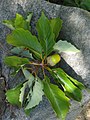 Chestnut Oak leaves