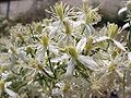 Clematis flamula Clematide fiammola