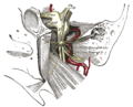 Vignette pour Cavum de Meckel