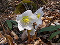 Helleborus niger