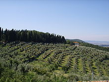 Oliveti (calenzano).JPG