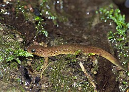 Olympusbergsalamander