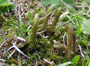 Mos-Dværgulvefod (Selaginella selaginoides).