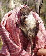 Brown antechinus