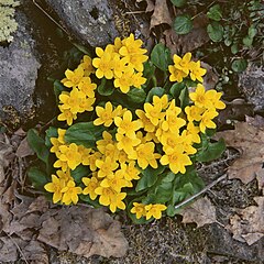 Обикновен блатняк (C. palustris)