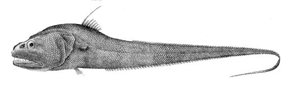 Cynomacrurus piriei