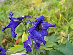 Delphinium oxysepalum