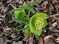 Helleborus multifidus subsp. bocconei