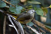 Photo of a grey-brown colored bird with yellow undertail feathers and patches of white on its face