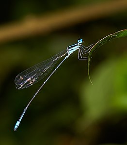 ആൺതുമ്പി