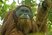 Brown orangutan