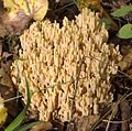 !!Ramaria pallida!!