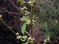 Tirşoya keran (Rumex conglomeratus)