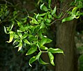 Salix matsudana tortuosa.