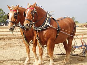 Paire de Suffolk Punch au labour.