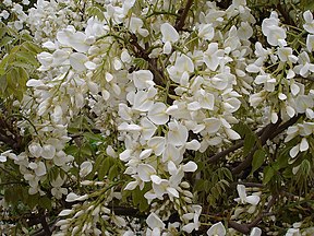 Weißblühende Wisteria