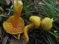 Hygrocybe quieta