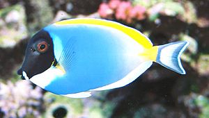 Acanthurus sohal