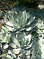 Noodah (Agave parryi)